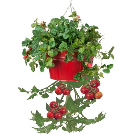 NEXT2NATURE Enameled Galvanized Hanging Strawberry, Floral Planter - Red NE2588664